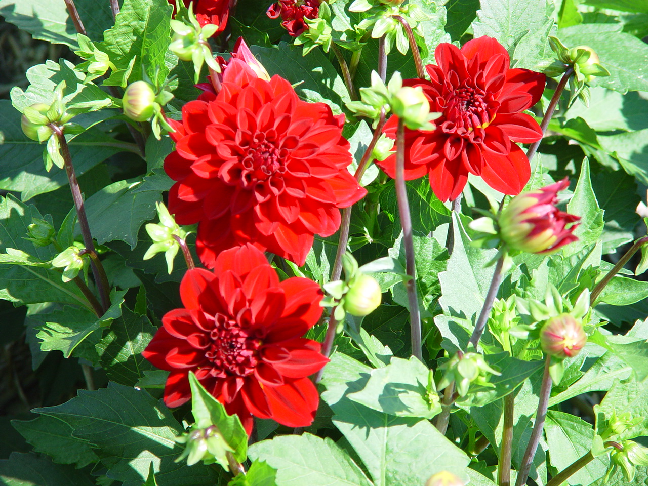 Dahlia 'Singer'